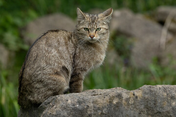 Portrait of an adult male European Wild Cat (Felis silvestris) 