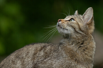Portrait of a female european wild cat (felis silvestris)