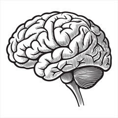 Brain-vector