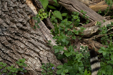 Tail tip of a European Wild Cat (Felis silvestris)