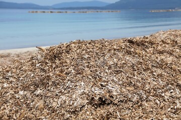 Alghero seagrass problem in Sardinia, Italy