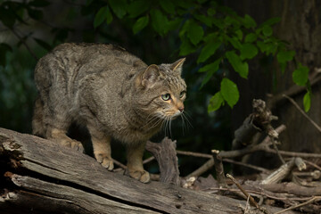 European Wild Cat (Felis silvestris) walking carefully over trunks and branches on the ground coming out of the darf forest