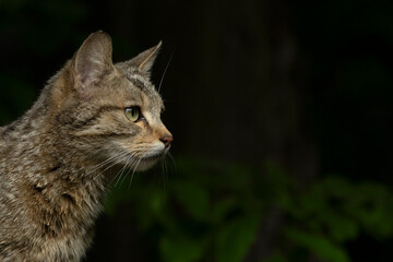 Portrait of a european wild cat (felis silvestris)