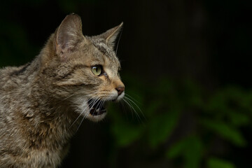Portrait of a european wild cat (felis silvestris)