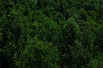Obraz premium Dark forest background in Sardinia