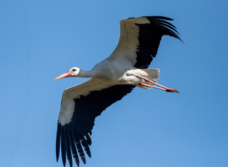 Stork Flying Against The Sky