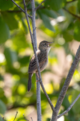 Thrush Nightingale Sings Sitting On A Tree