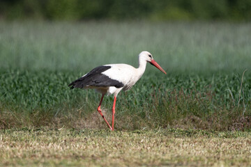 Stork In The Field Walks