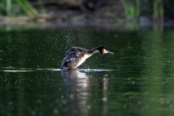 Great Crested Grebe Swims In The Lake
