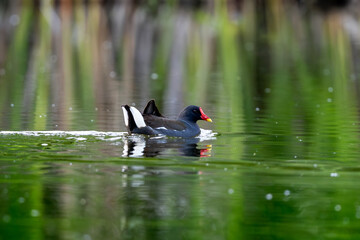 Active Male Eurasian Moorhen Swims In The Lake