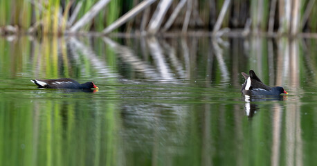 Pair Of Eurasian Moorhens, Male And Female Together, Swims In The Lake