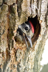 Obraz premium curious baby woodpecker peeks out from its tree hollow, discovering the world beyond for the first time.