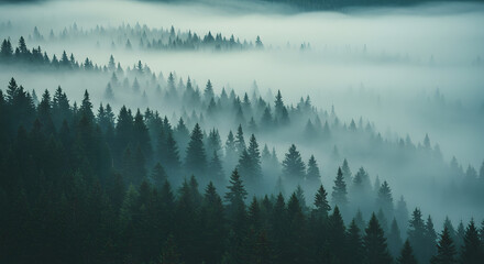 fog in the mountains
