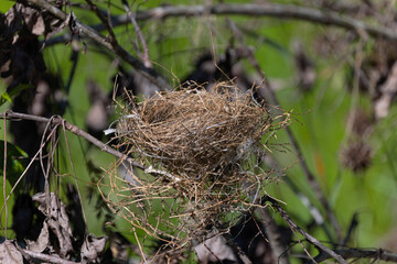 Abandoned bird nest on the tree
