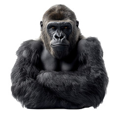 Obraz premium Portrait of an adult fierce gorilla looking at the camera, isolate on transparent background