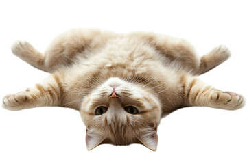 A cute cat lying comfortably on the floor, isolated on a transparent background. Ideal for pet-themed designs, product packaging, and animal illustrations
