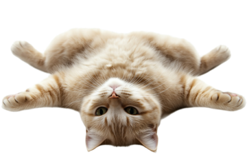 A cute cat lying comfortably on the floor, isolated on a transparent background. Ideal for pet-themed designs, product packaging, and animal illustrations