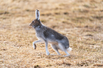 Hare (Lepus timidus)