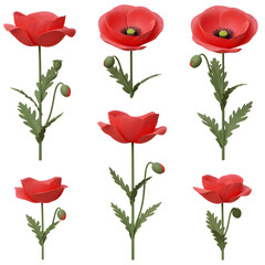 red poppies isolated on white