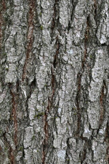 Beautiful close-up of the bark of robinia meomexicana