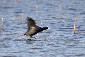 Eurasian coot