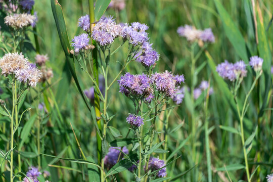 Purple flower vernonia growth and blossom in autumn on meadow. Wildflower of the asteraceae family named after famous botanist william vernon. Used in folk medicine and added to salad.