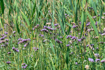 Purple flower vernonia growth and blossom in autumn on meadow. Wildflower of the asteraceae family named after famous botanist william vernon. Used in folk medicine and added to salad.