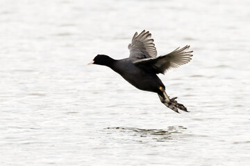 Eurasian coot