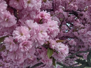 pink cherry blossom