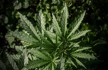 A plant of marijuana on a blurred natural background. Selective focus.