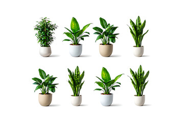 ceramic planters, various indoor plants, potted houseplants, succulents, ferns, tropical foliage, minimalist plant decor, natural lighting, white background, ceramic pot, green leaves, plant arrangeme