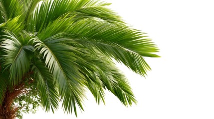 Naklejka premium Lush green palm fronds extend from the left against a bright white background perfect for tropical designs and summer themes.