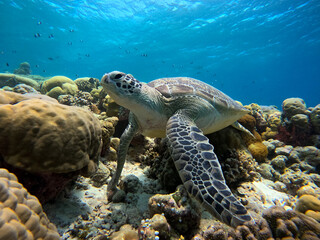 Obraz premium A green sea turtle swims among vibrant coral reefs. The clear blue ocean water enhances the beauty of this underwater ecosystem during daylight hours.
