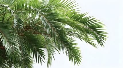 Lush green palm fronds sway gently against a bright white background creating a vibrant tropical...