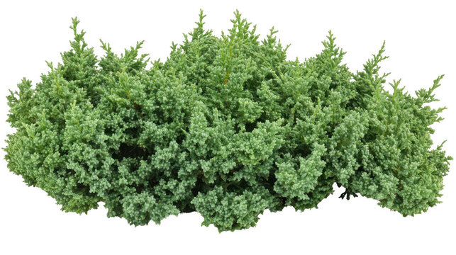 Green Bush with Detailed Foliage Isolated on a PNG Transparent Background