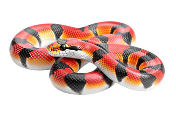Fototapeta premium Milk snake red black white orange pattern reptile pet serpent exotic animal wildlife nature scaled skin coiled in transparent background