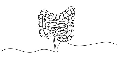 Continuous line drawing of human colon. Single line illustration of human colon organ. Human anatomy concept. Editable outline, Human intestine, conceptual illustration