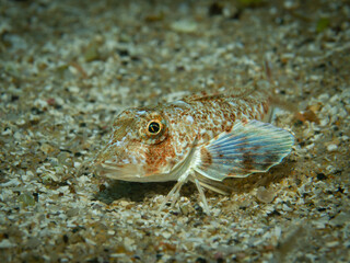 Knurrhahn auf Sandboden. Unterwasserfoto Costa Brava, Spanien, Mittelmeer. Chelidonichthys obscurus