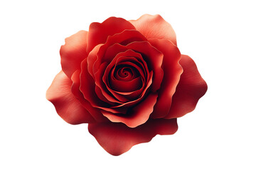 Red rose on white background