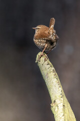 Wren