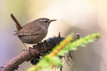 Wren © Risto