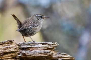Wren