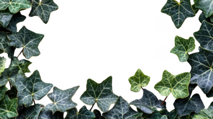 Ivy Leaves Bordering a PNG Transparent Background with Room for Text