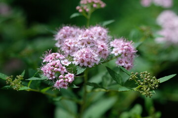 small pink flowers close up