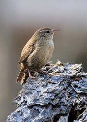 Wren