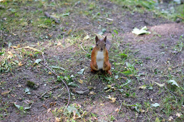 squirrel in the park