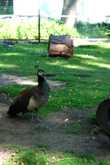 peacock on the farm