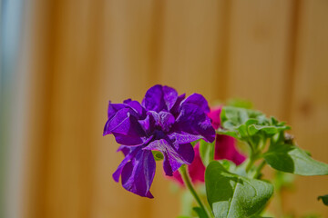 Purple ruffled petunia — a sophisticated and noble shade, used in projects where elegance and expressiveness are essential