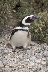 Portrait of a Magellanic penguin in Argentine Patagonia