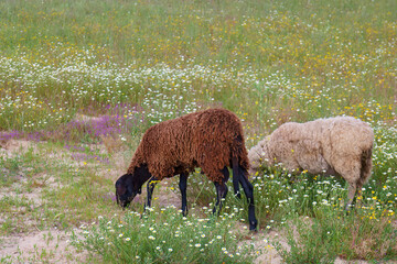 Two sheep grazing in a vibrant wildflower meadow during springtime in a rural area